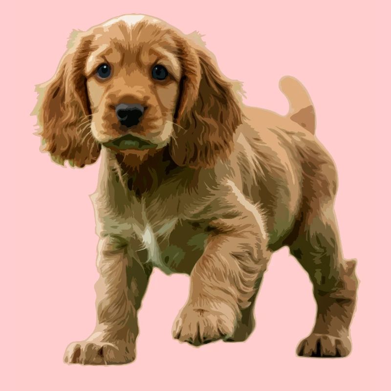 Chiot Cocker Spaniel