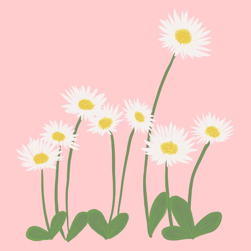 Gänseblümchen auf der Wiese