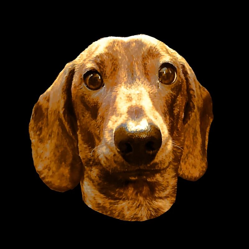 DACKEL
