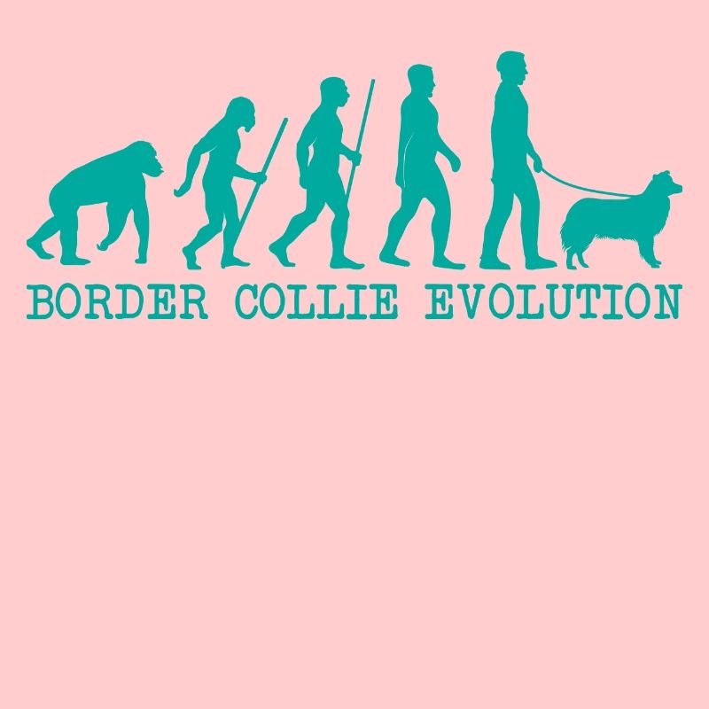Border Collie evolution