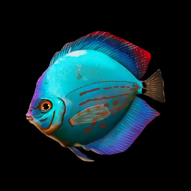 Diskusfisch Buntbarsch Aquarianer Aquaristik Fisch