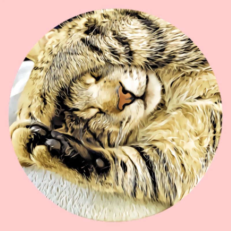 Chubby sleeping tabby cat