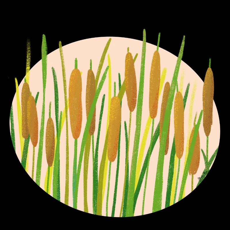 Rohrkolben - Teich