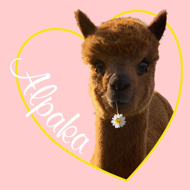 Alpaca alpaca lama llama