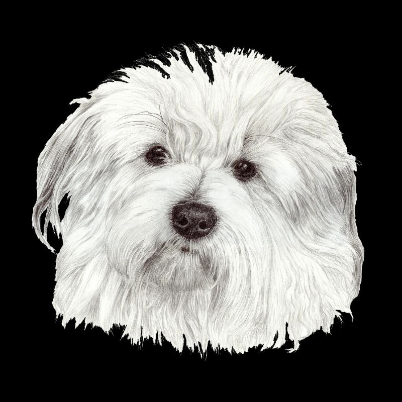 Coton-de-Tuléar