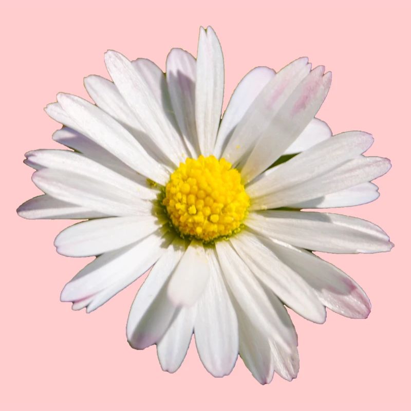 Daisy Flower