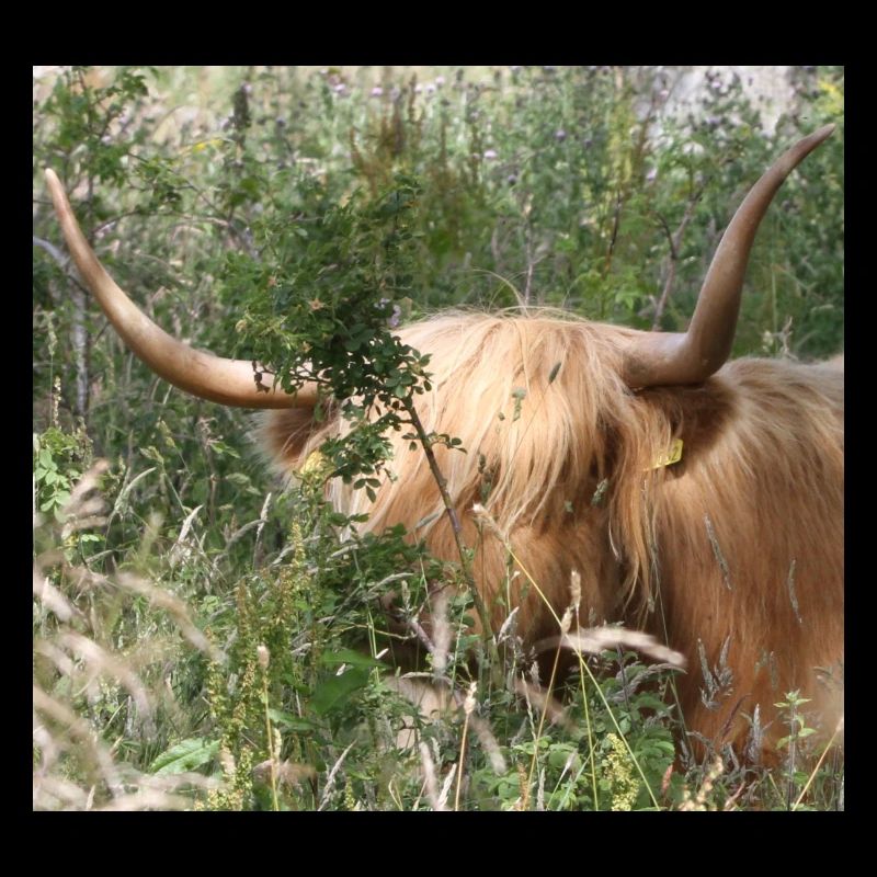 jetez un coup d’œil à une vache boo