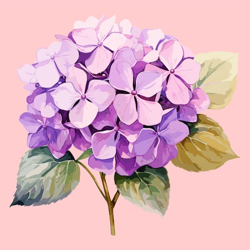 Hydrangea Pink