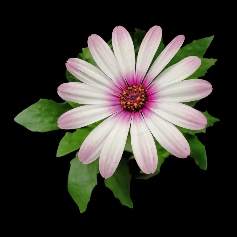 FLEUR DE PANIER DE CAPE VIOLETTE ET BLANCHE