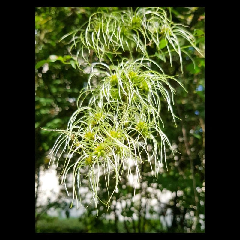 Traveller's Joy Clematis vitalba