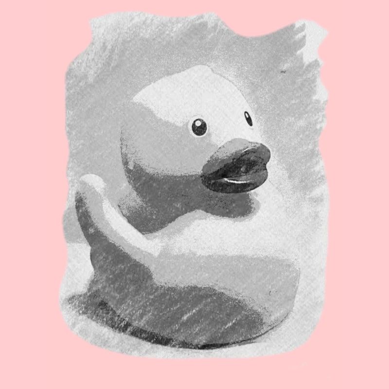Gray duck