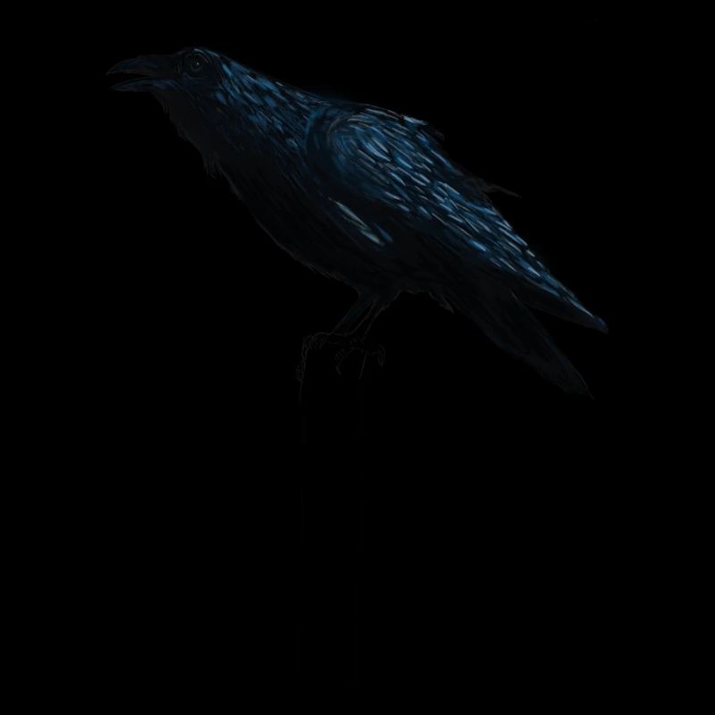 raven