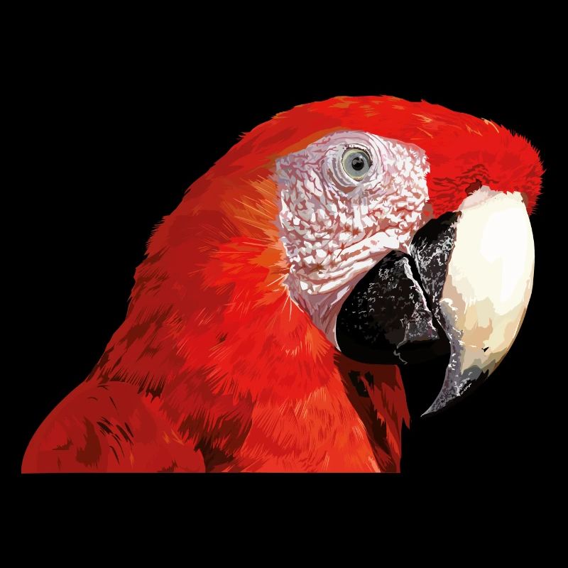 Red macaw