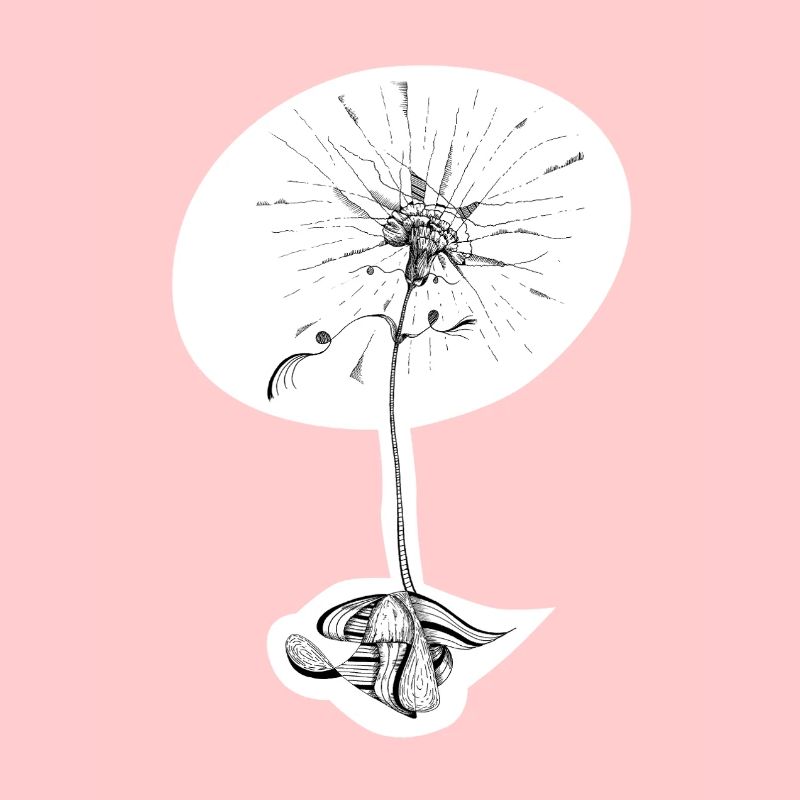 Carnation