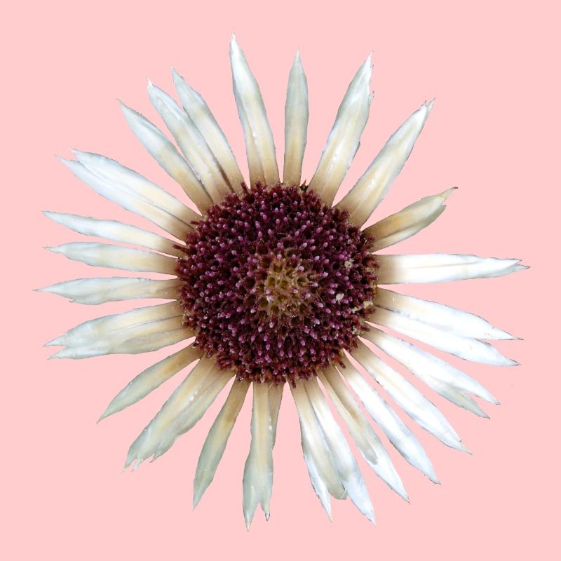 Argent Thistle