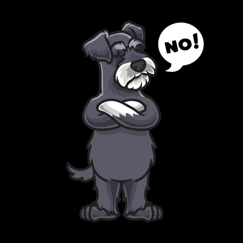 Stubborn miniature schnauzer
