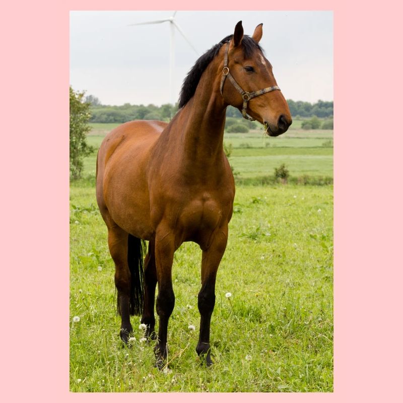 Cheval. Cheval.
