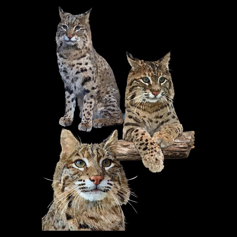 Lynx