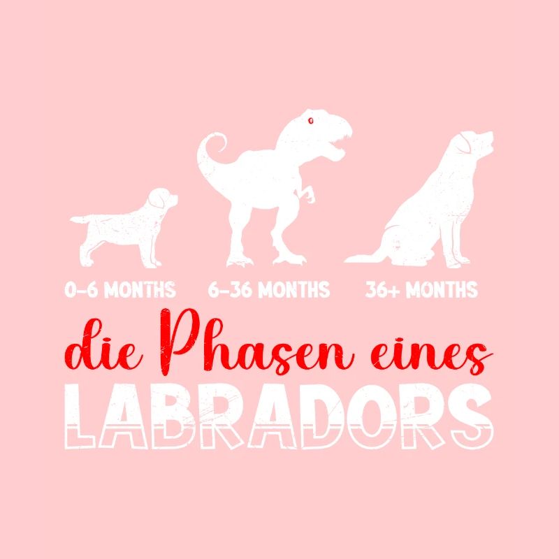 Propriétaire du Labrador LES PHASES D’UN LABRADOR Cool