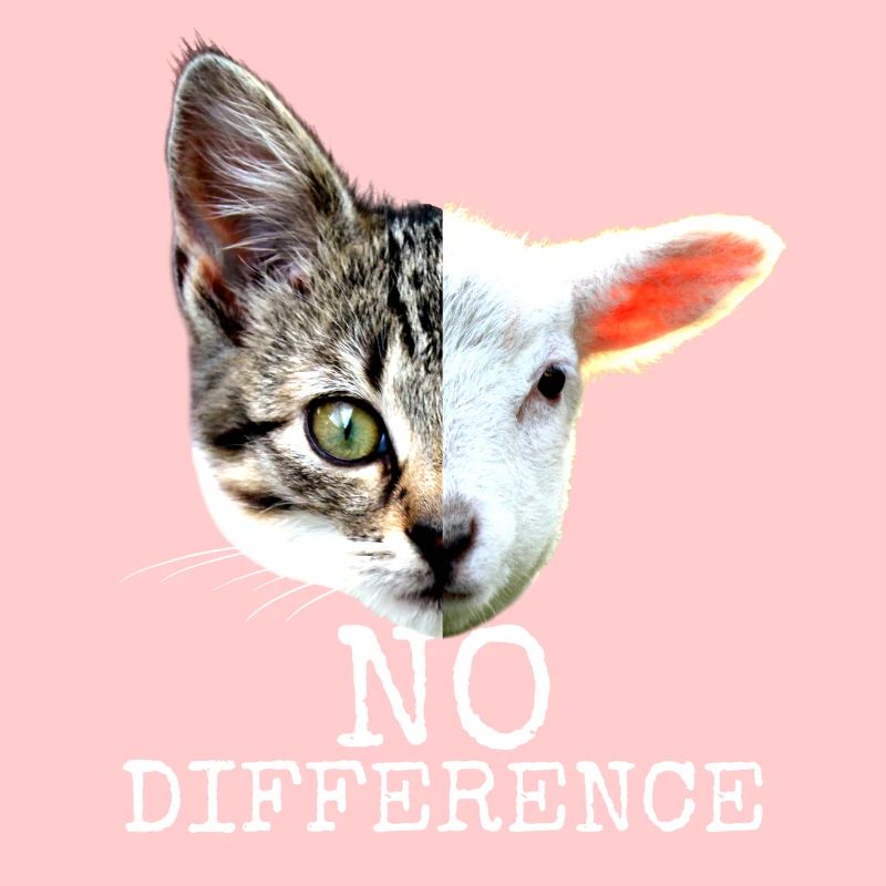 No Difference Pro Vegan Saying Vegetarian Cats