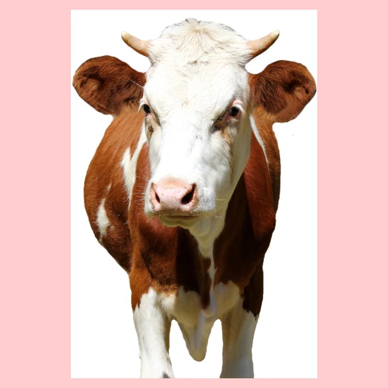 Affiche de vache