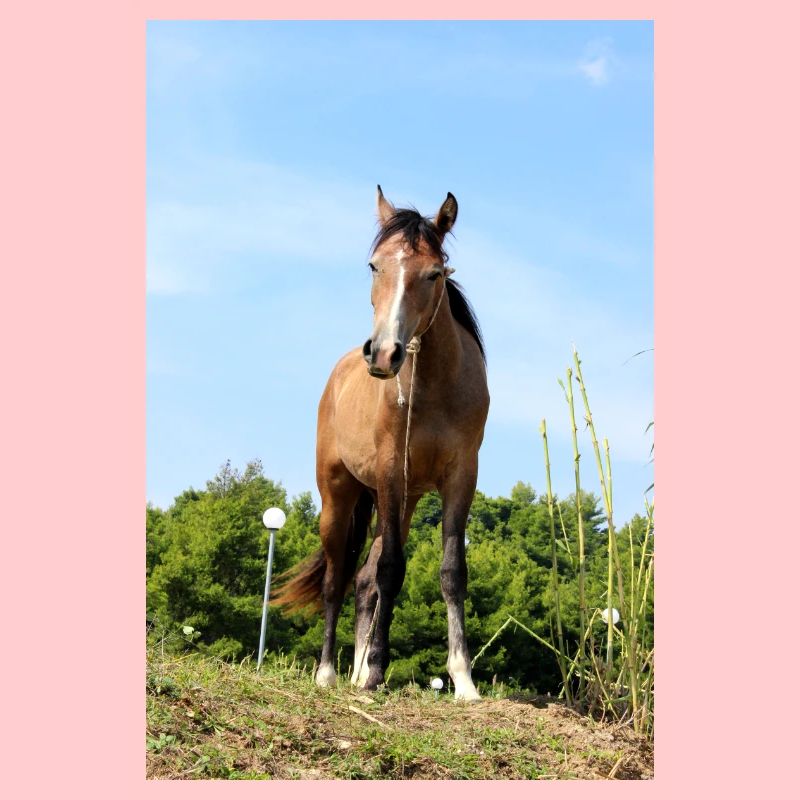 cheval