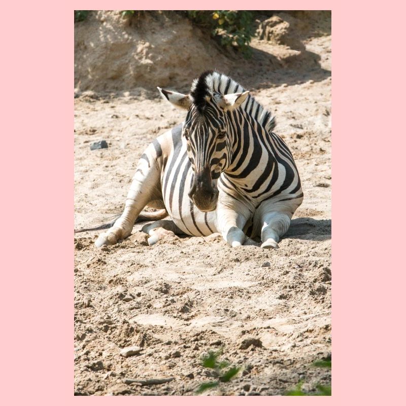 Zebra (auf Deutsch Zebra oder Zebras) Hippotigris