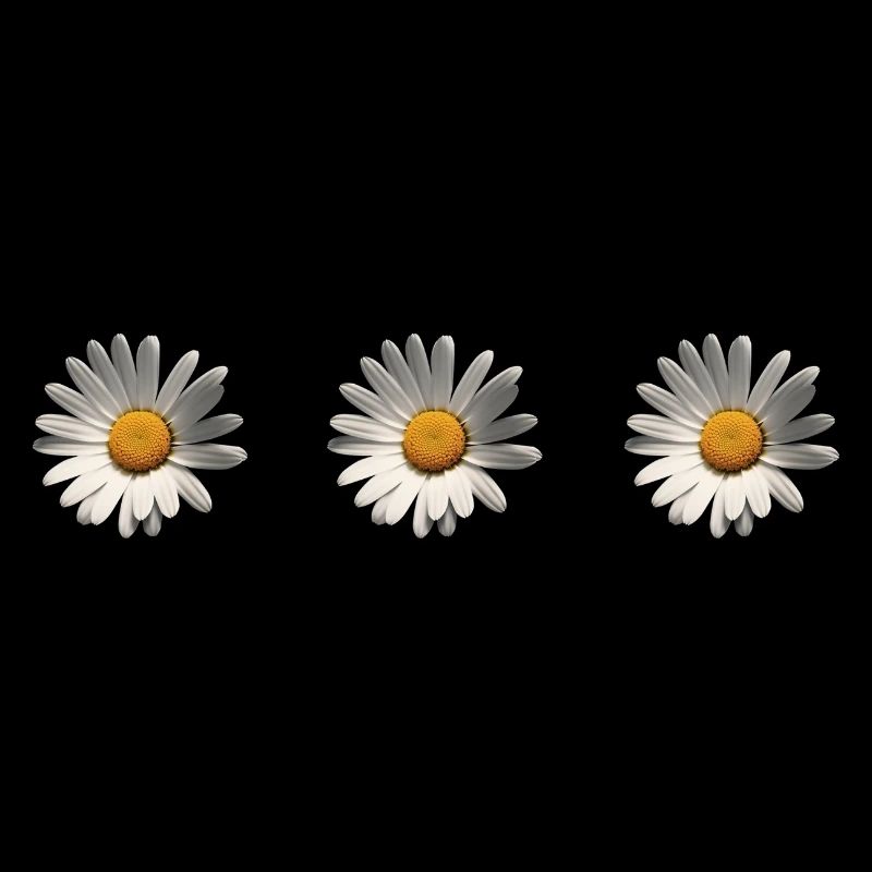 3 Gänseblümchen, Blume, Frühling, Sommer, Garten,