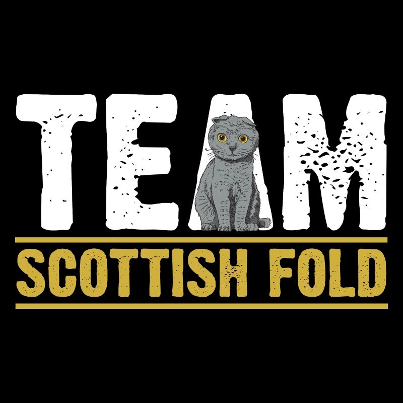 Chat écossais Fold