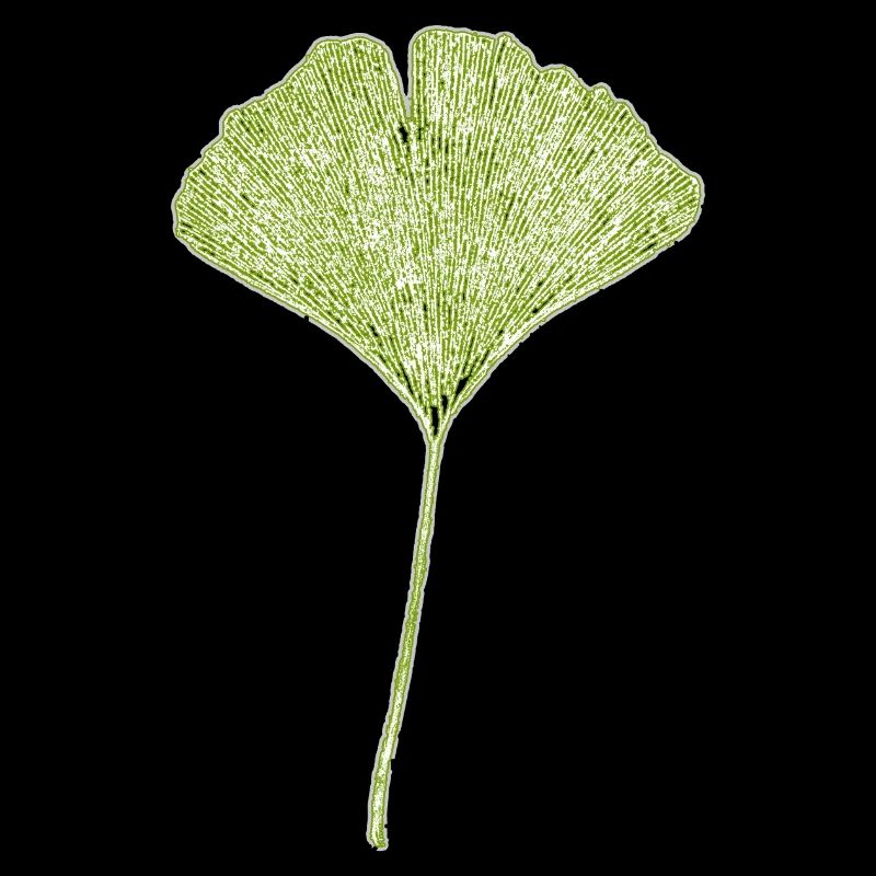 Gingko Leaf