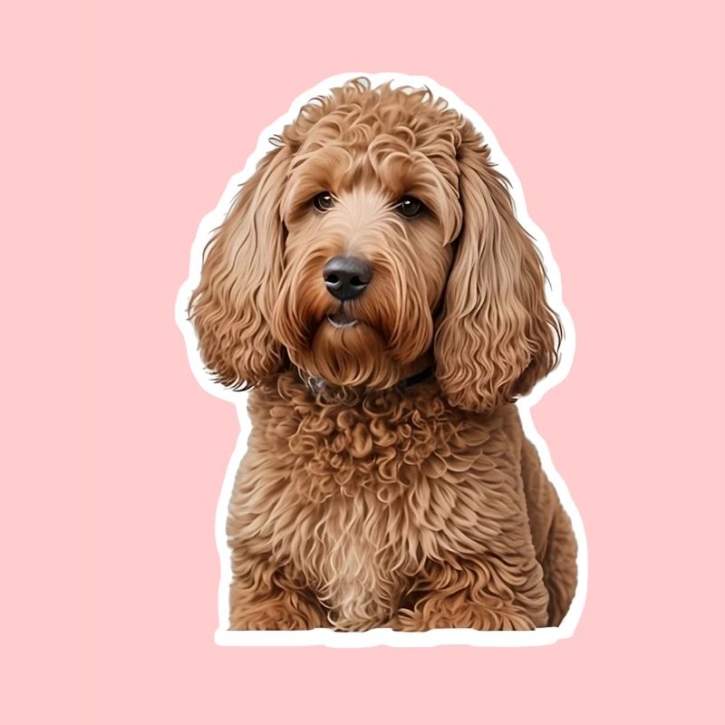 Caniche