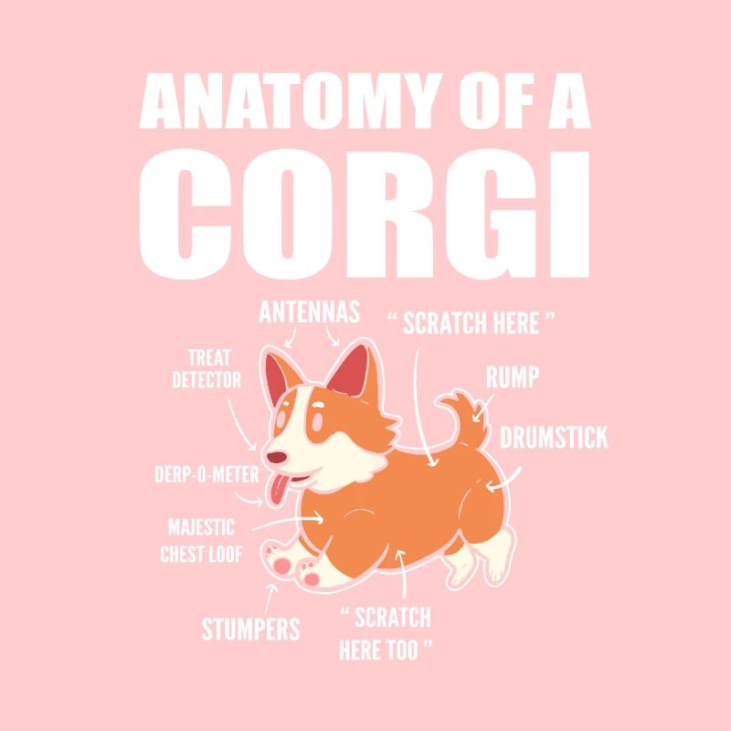 Corgi Anatomie