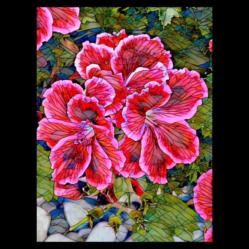Geraniums No. 4