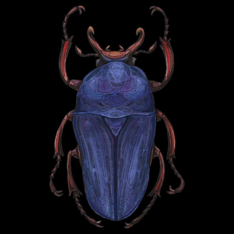 Big Beetle Stag - cerf géant