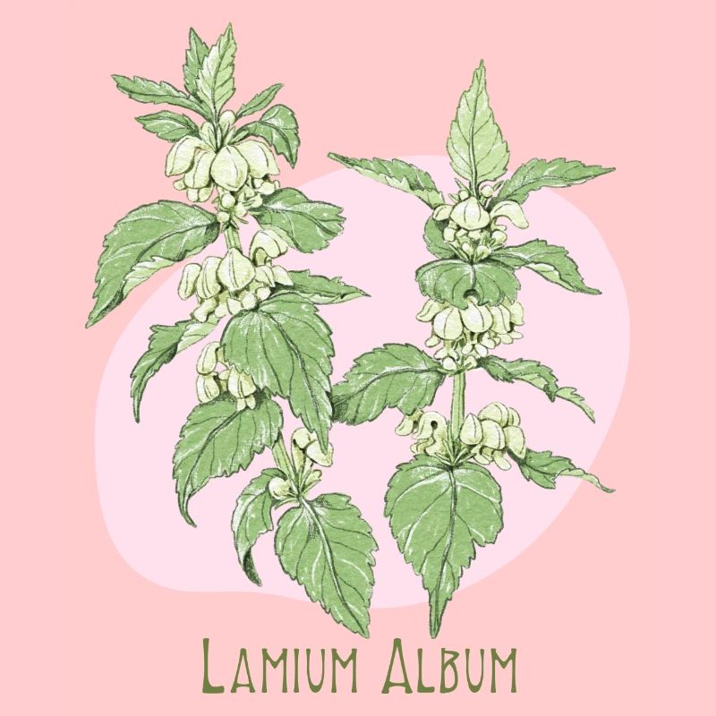 Light white botanical drawing