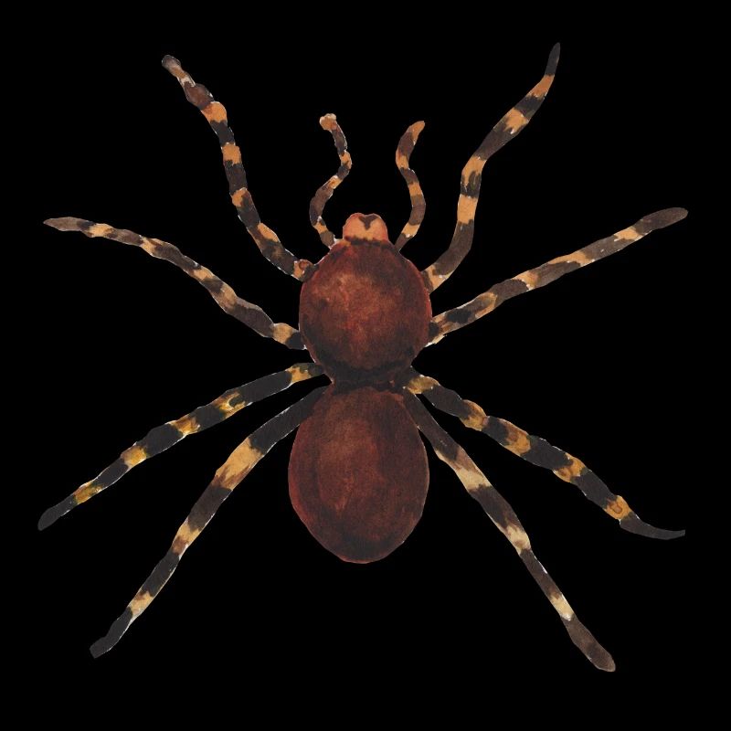 Spider Insect Walgelijk Giftig Gift Idee