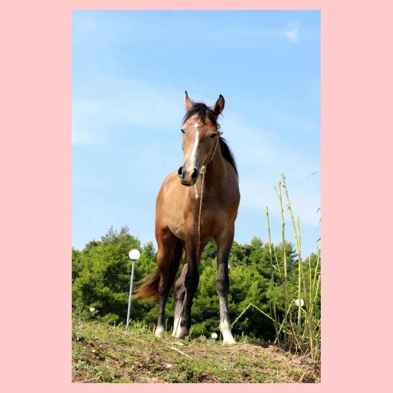 Affiche Cheval Cheval