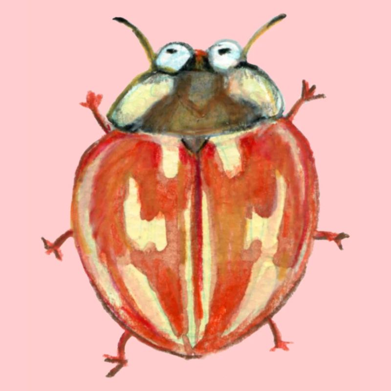 Coccinelle rayée