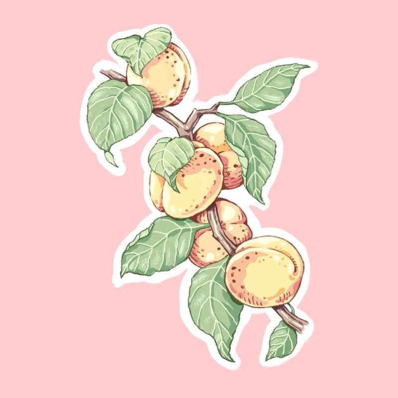 Ein Zweig Aprikosen oder Pfirsiche