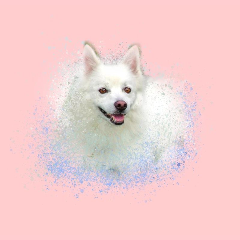 spitz,hund,graffiti,malerei,zwergpsitz