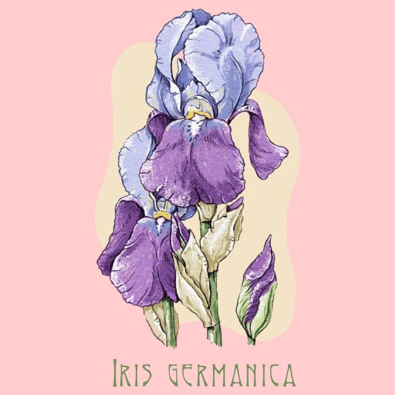 Iris botanical drawing