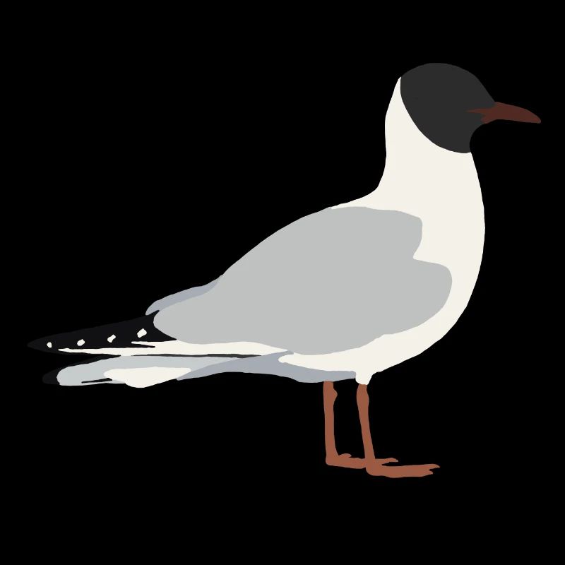 black-headed gull