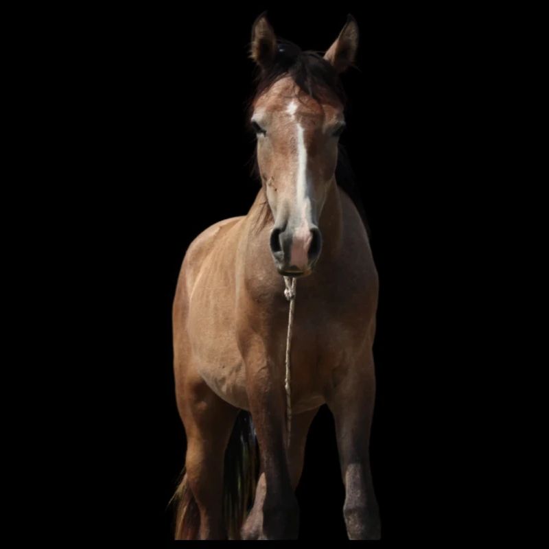 Pferd Mädchen Geschenk