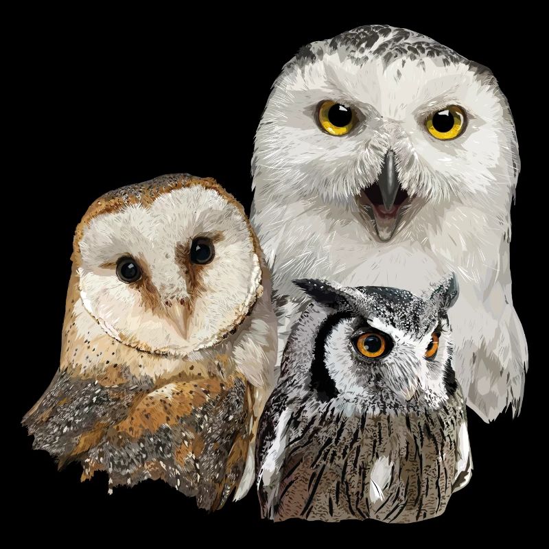 Rapaces nocturnes