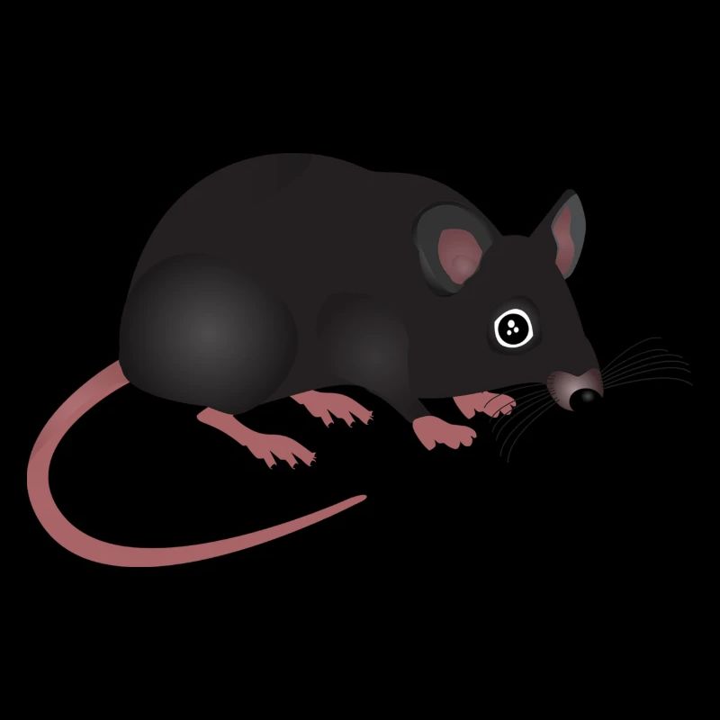 rat