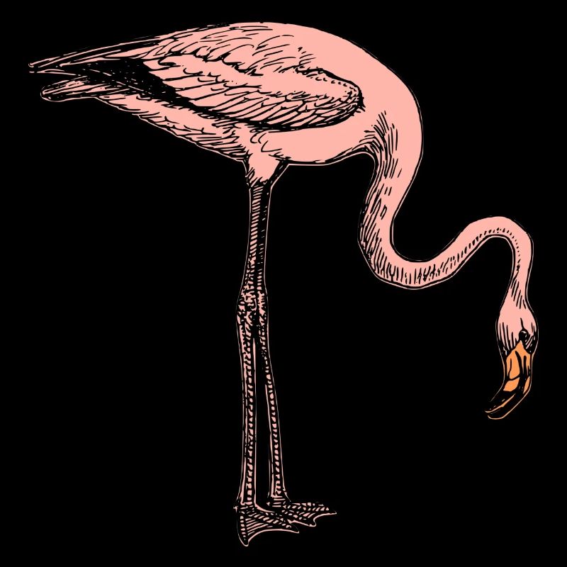 Flamant rose