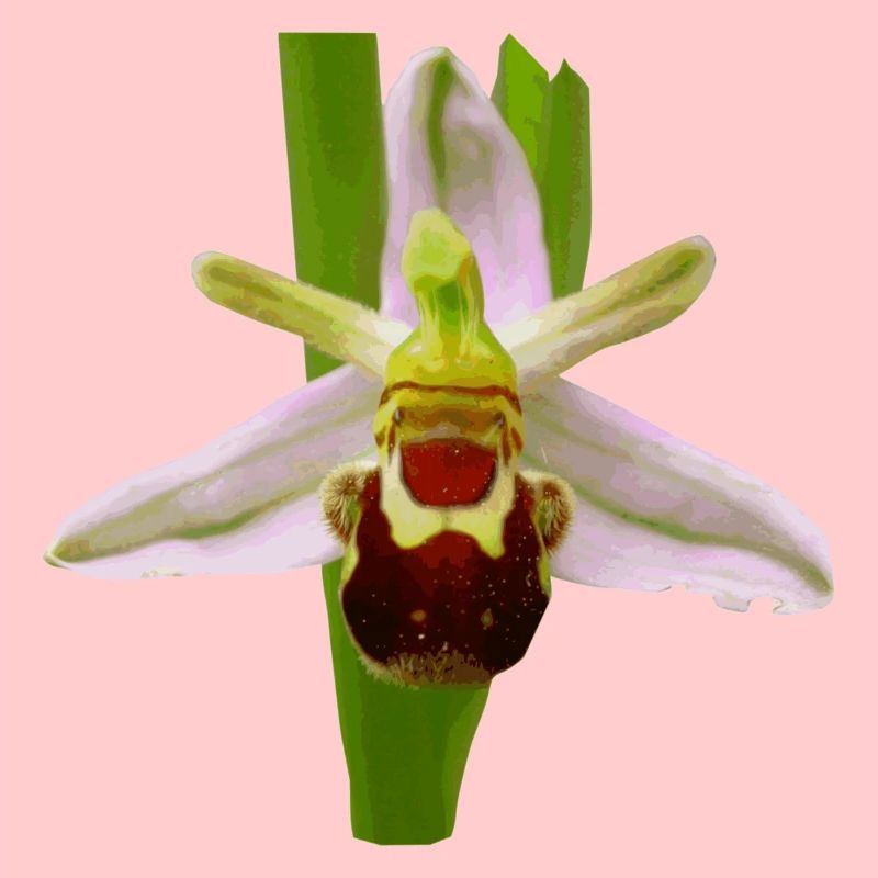 Die Bienen Ragwurz ist ein Orchideen Gewächs