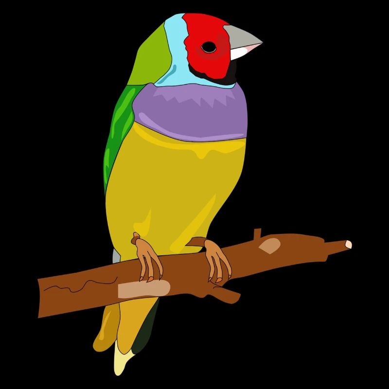 oiseau coloré