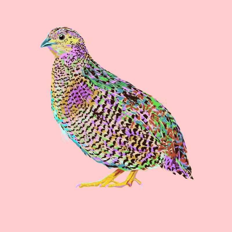 Splash Quails Bird
