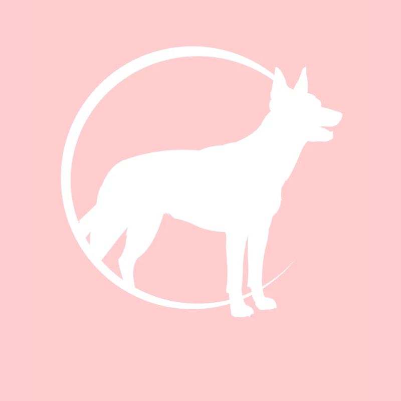 Kelpie australien